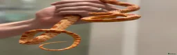 Python Snake reptiles for sale: 11 snakes for sale, 2 corns and 9 royal pythons  - Advert 11
