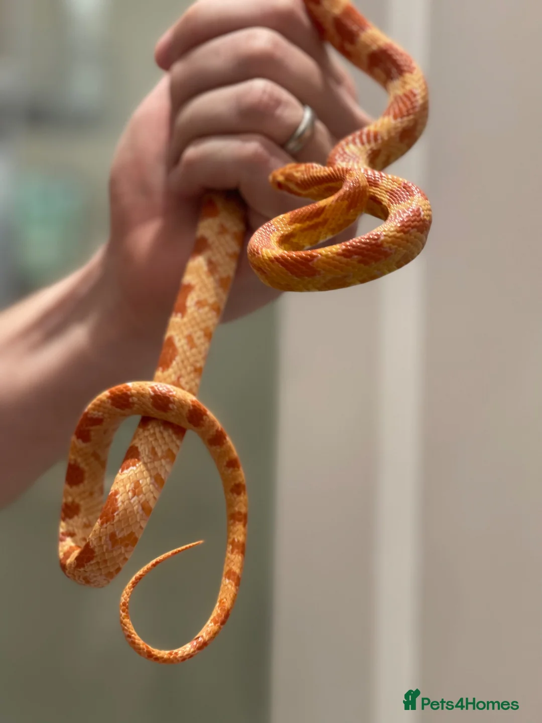 Python Snake reptiles for sale: 11 snakes for sale, 2 corns and 9 royal pythons  - Advert 11