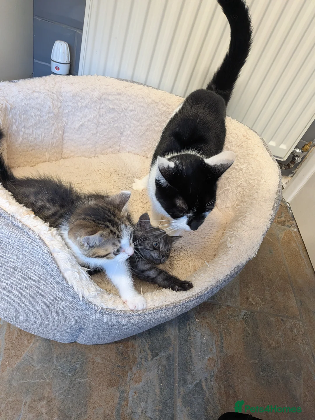 Mixed Breed cats for sale: 3 male kittens for sale - Advert 2