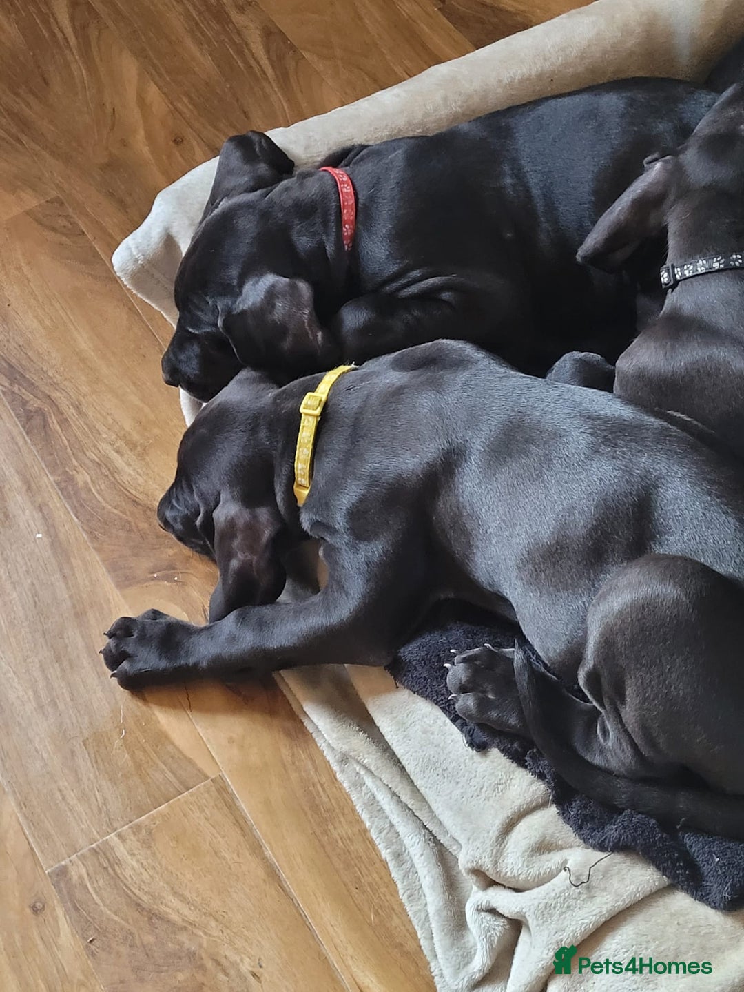 Great Dane dogs for sale: Only 2 beautiful Great Dane girls left. Ready now - Advert 5