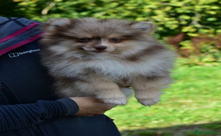 Pomsky dogs - Advert 2