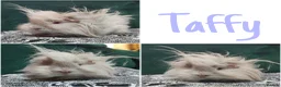 Guinea Pig rodents for sale: 2 boars looking for a home together.  - Advert 5