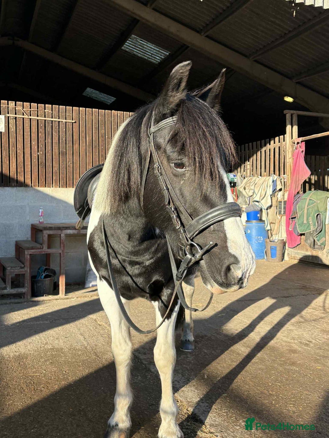 Other Breed horses for sale: Lady athena - Advert 7