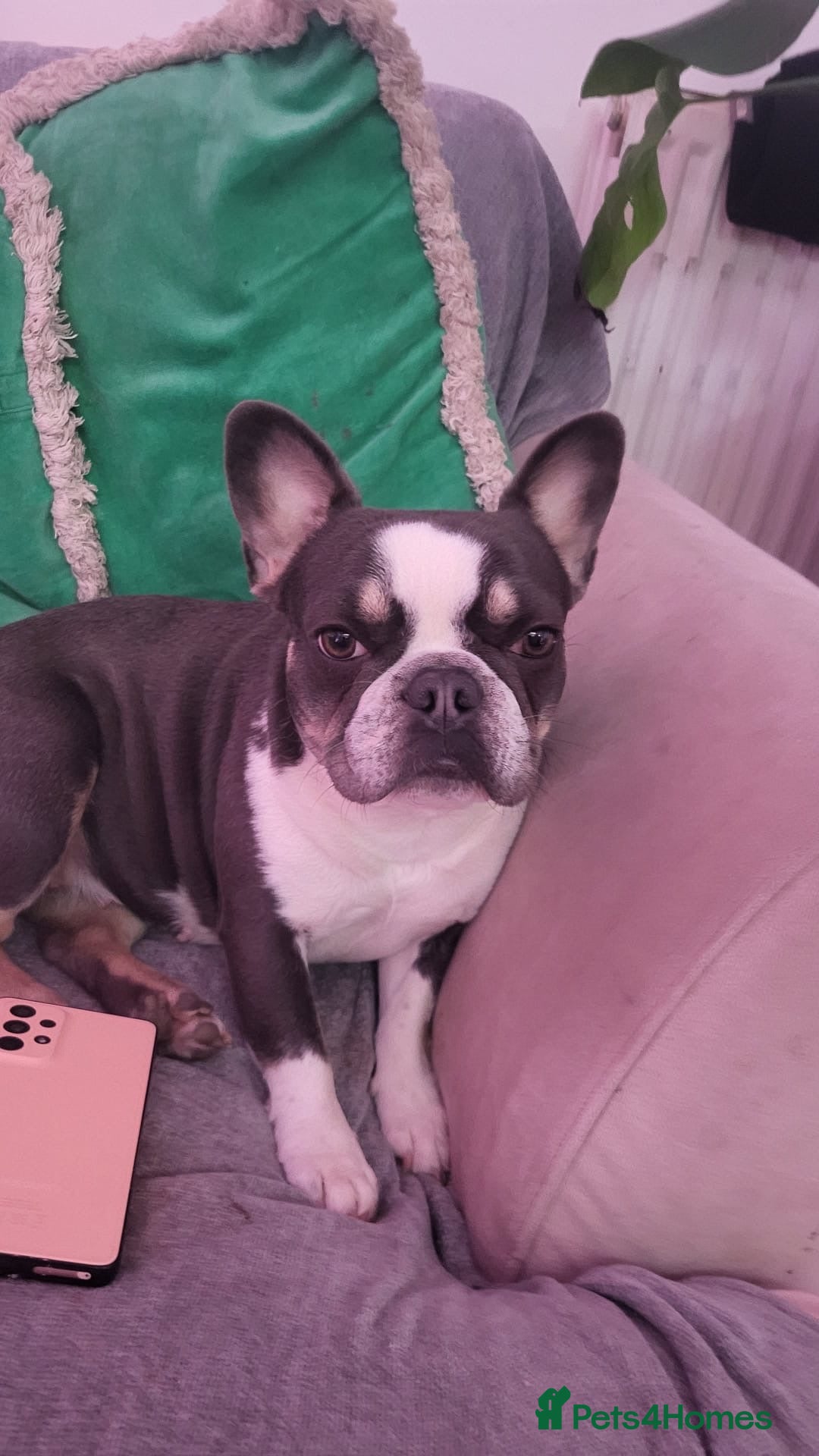 French Bulldog dogs 2 frenchie puppies for sale  - Advert 3
