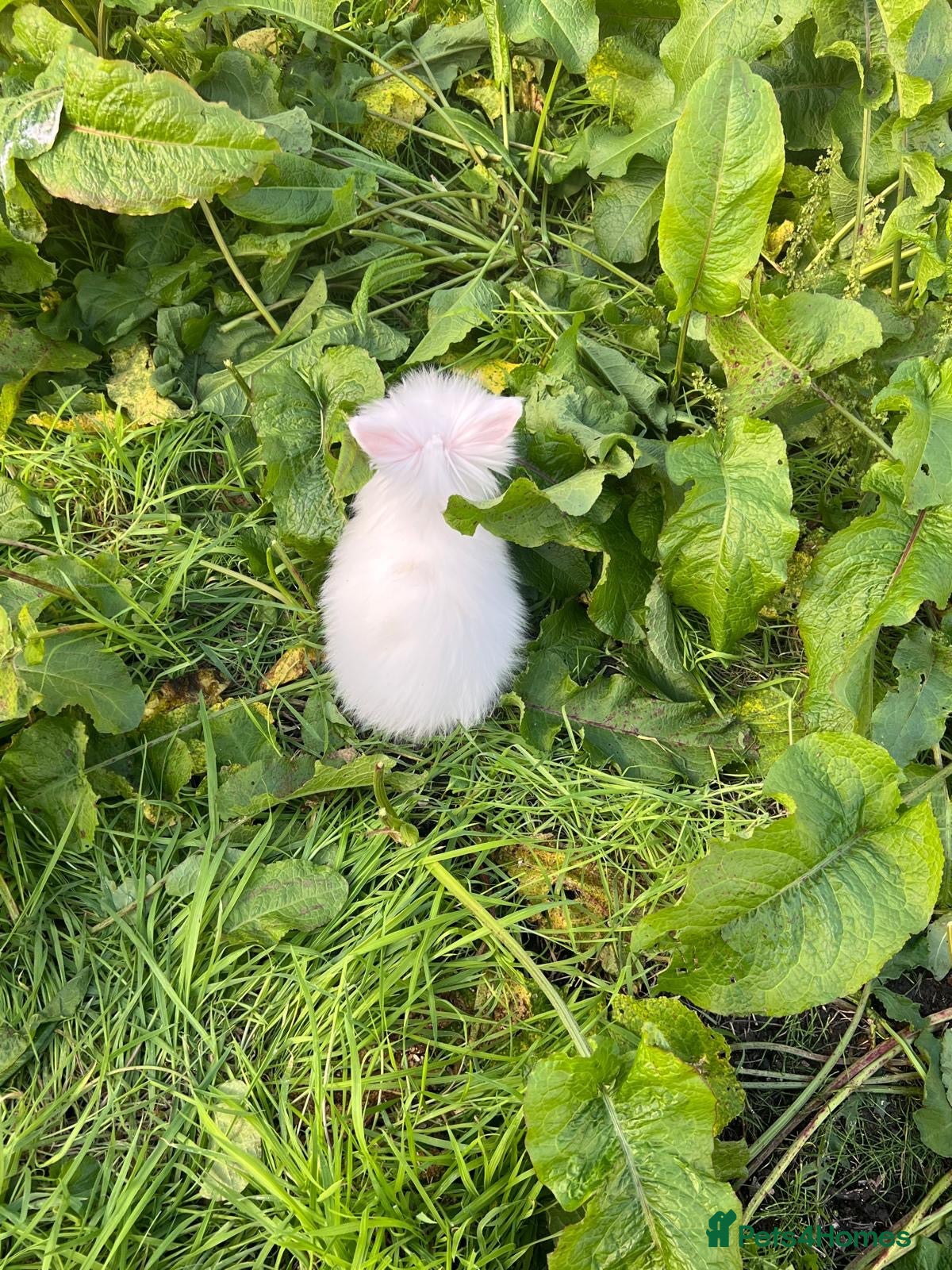 Mixed Breed rabbits 🐰 Adorable Baby Bunnies Looking for Loving Homes  - Advert 1