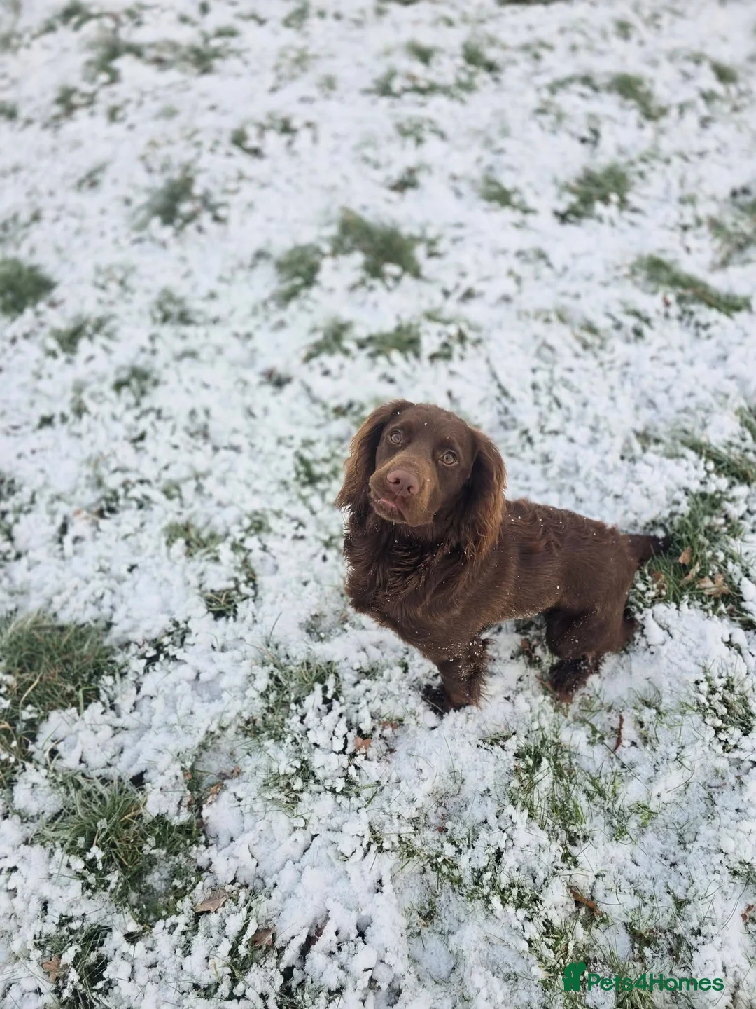 Cocker Spaniel dogs for sale: 10 month part trained cocker spaniel dog - Advert 2