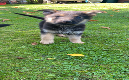 German Shepherd dogs for sale: Chunky Farm bred GSD pups ready now. - Image 20