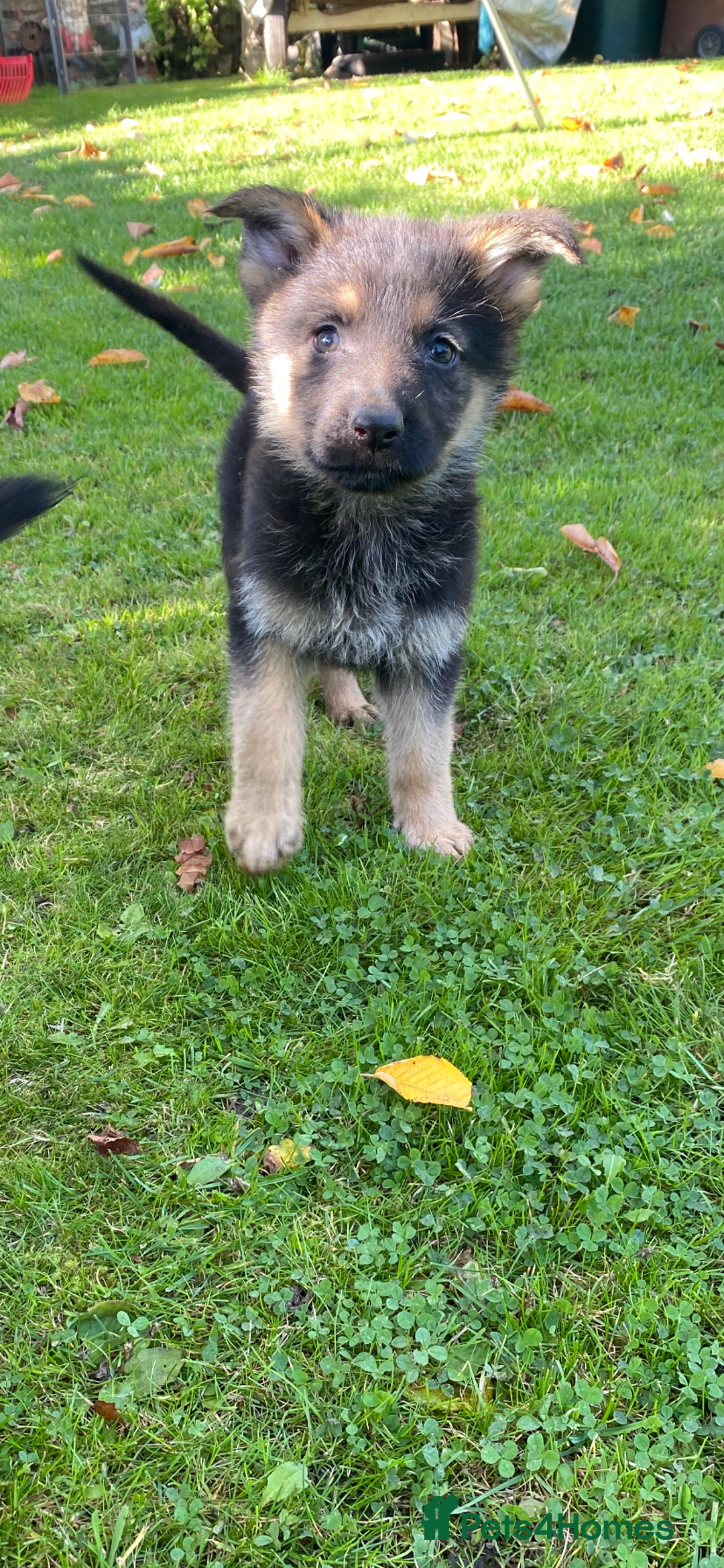 German Shepherd dogs for sale: Chunky Farm bred GSD pups ready now. - Image 20