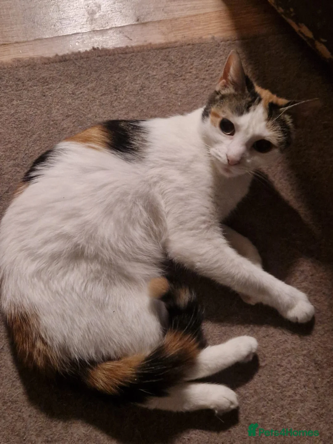Mixed Breed cats for sale: Cute cat ready to go - Advert 2