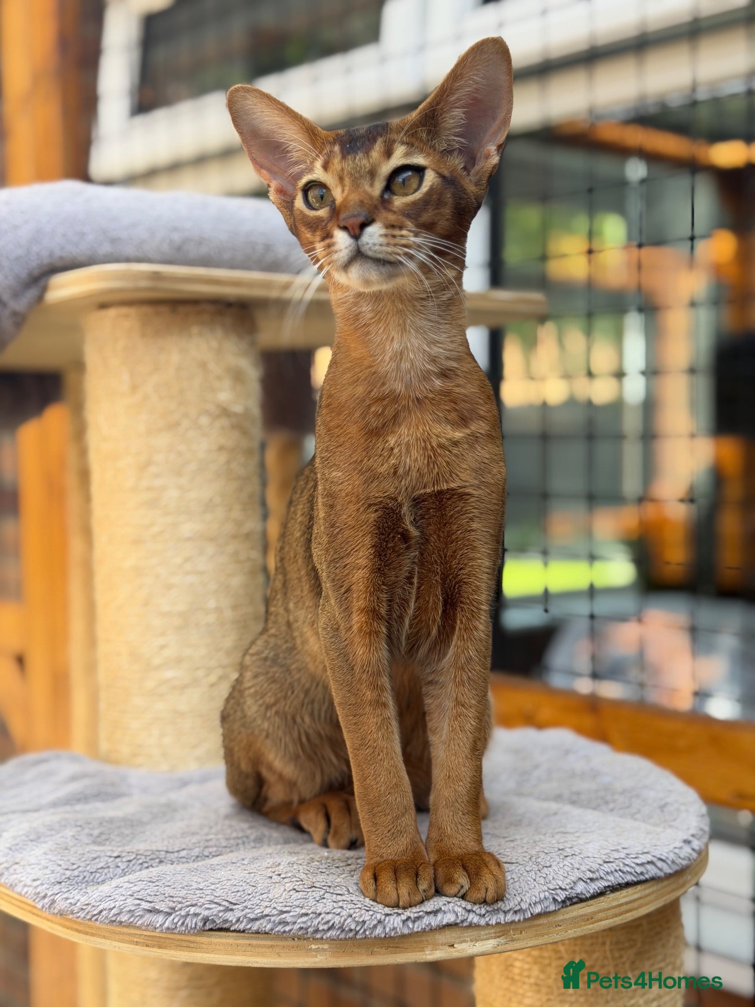 Abyssinian cats LAST BOY😻 - Advert 2