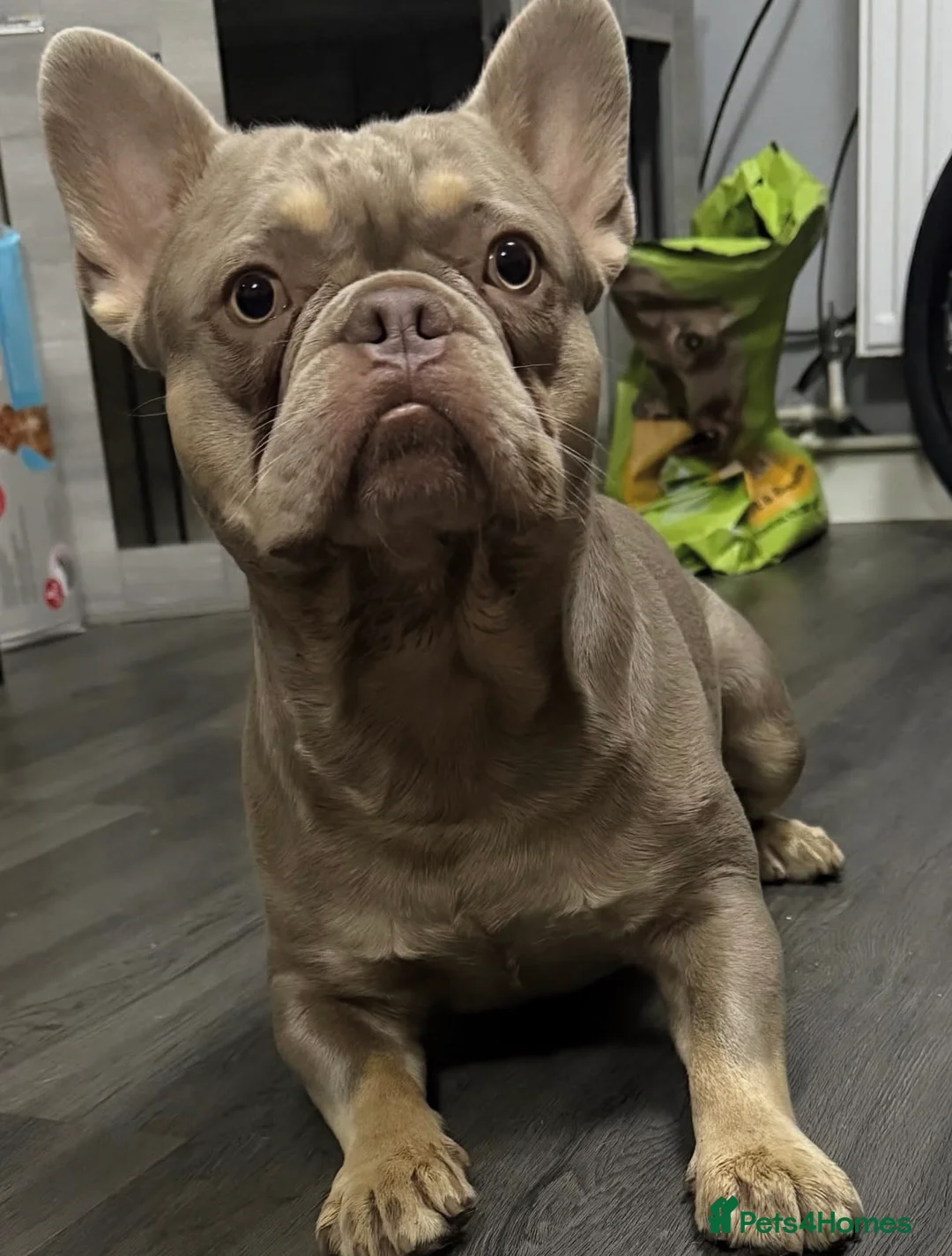 French Bulldog dogs for sale: Fluffy frenchies Pink carriers  in Reading - Advert 1