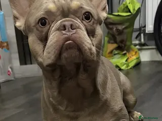 French Bulldog dogs Fluffy frenchies Pink carriers - Advert 1