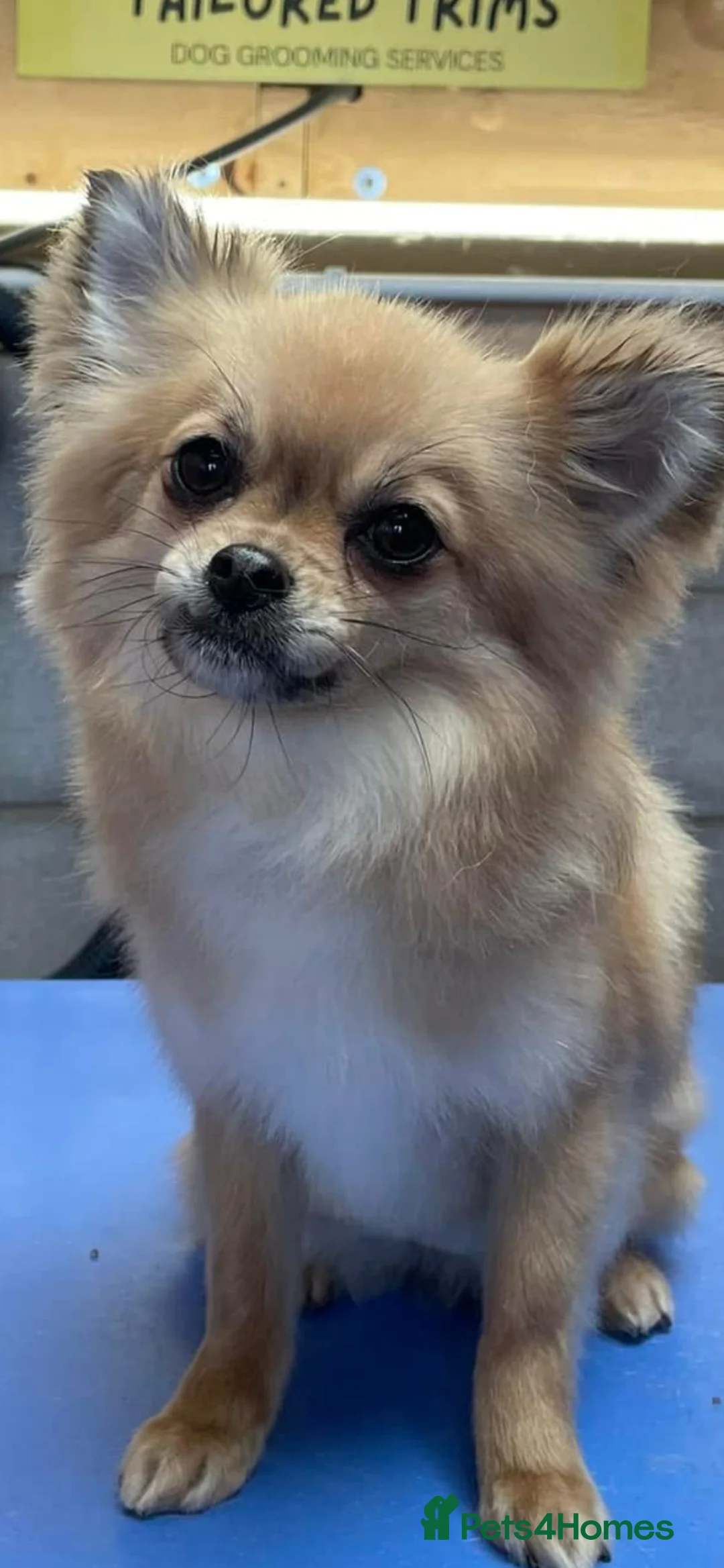 Chihuahua dogs for sale: Long coated chihuahua puppies  - Advert 1