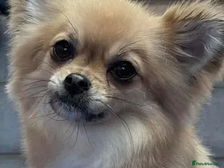 Chihuahua dogs Long coated chihuahua puppies - Advert 3