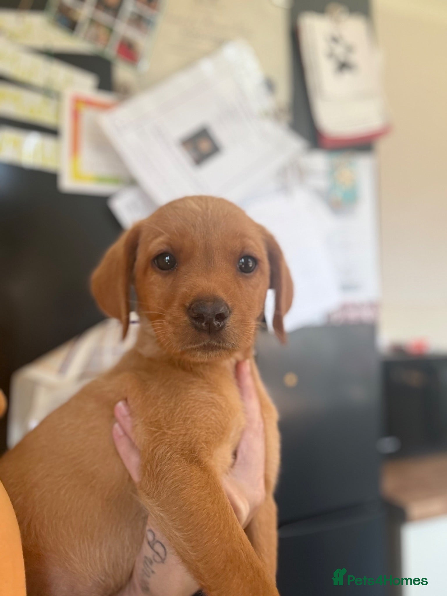 Labrador Retriever dogs LAST GIRL LEFT****KC registered Labradors  - Advert 1