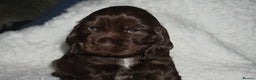 Cocker Spaniel dogs for sale: KC Reg Show Type Cocker Spaniel Puppies - Advert 5