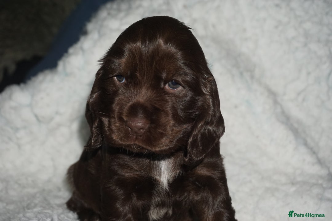 Cocker Spaniel dogs for sale: KC Reg Show Type Cocker Spaniel Puppies - Advert 5