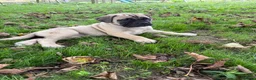 Bullmastiff dogs for sale: Beautiful Bullmastiff Puppies – 2 Boys & 3 Girls - Advert 5