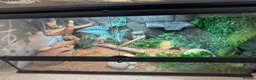 Dragon reptiles for sale: Rankins Dragon Male 4.5 years  in Bristol - Advert 5