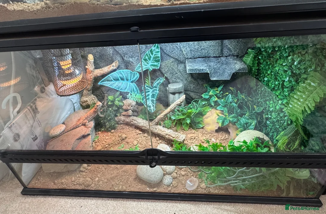 Dragon reptiles for sale: Rankins Dragon Male 4.5 years  in Bristol - Advert 5