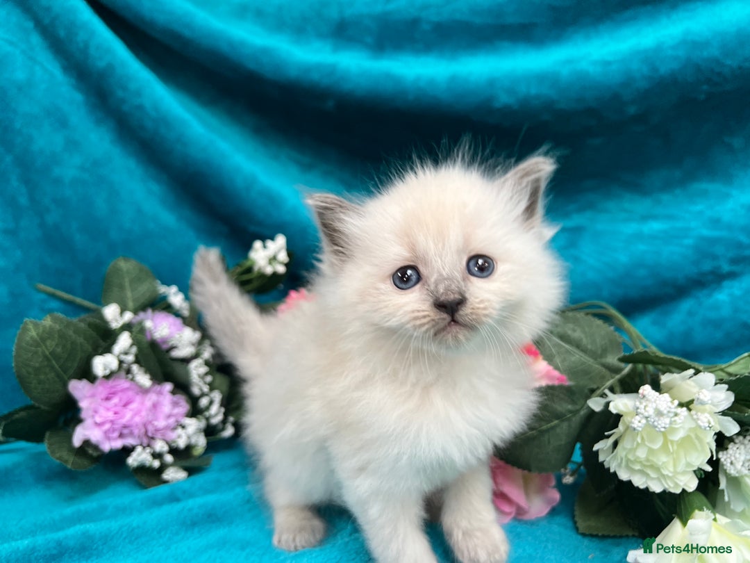 Siberian cats for sale: 🩵🩵Stunning Siberian Neva Masquerade Babies🩵🩵 - Image 23