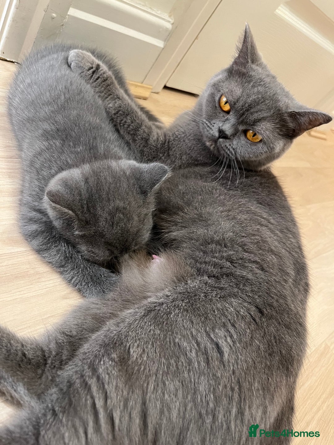 British Shorthair cats for sale: Adorable British short hair kitten- one male left - Image 14