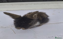 Lionhead rabbits for sale: Lionhead  - Image 8