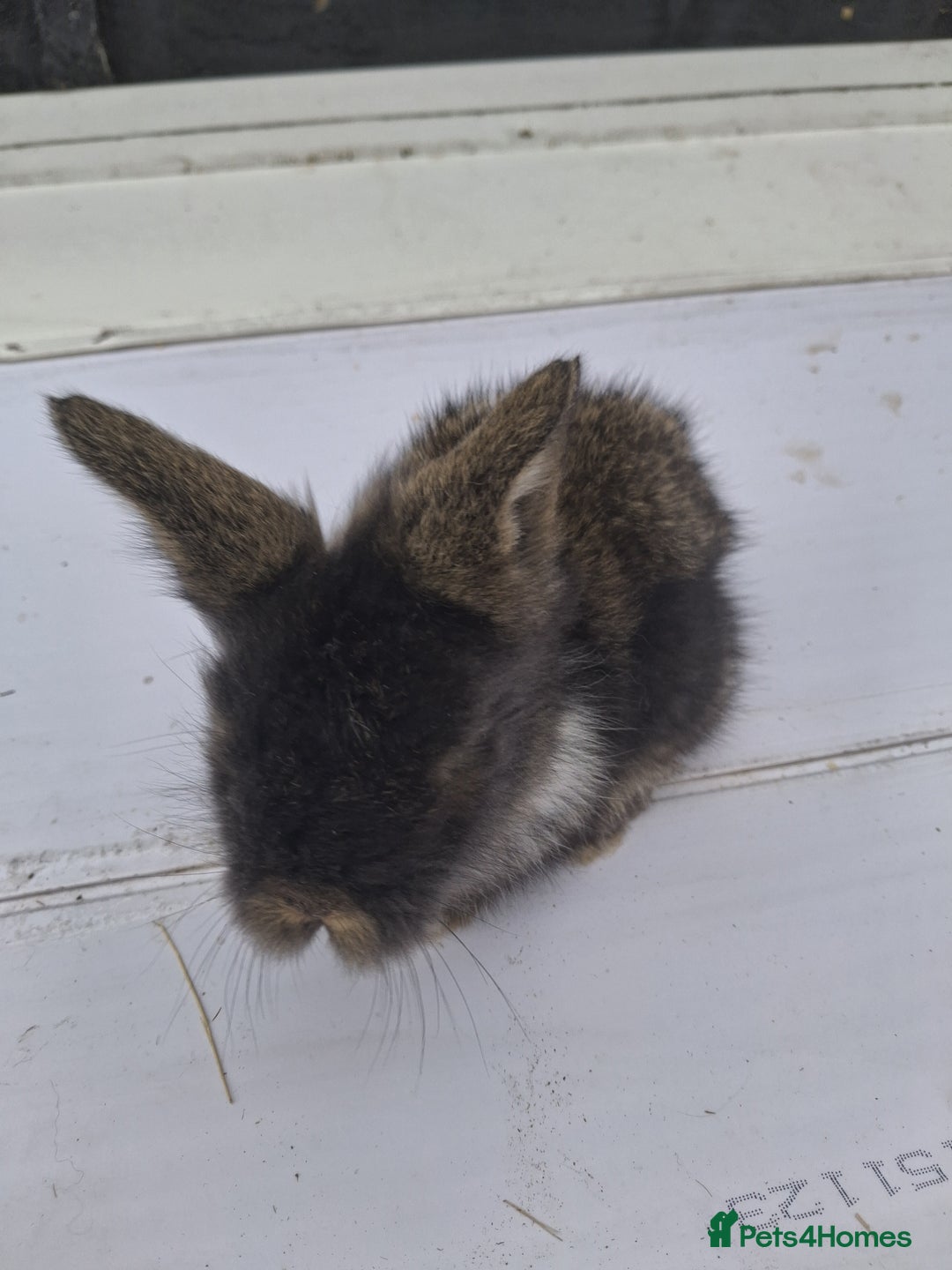 Lionhead rabbits for sale: Lionhead  - Image 8