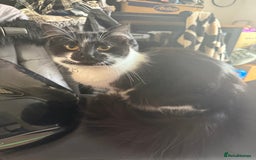 Chartreux cats for sale: 3 kittens for new homes - Image 7