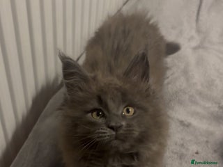 Maine Coon cats - Advert 5