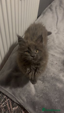 Maine Coon cats Stunning ACTIVE tica registered Maine coons - Advert 5