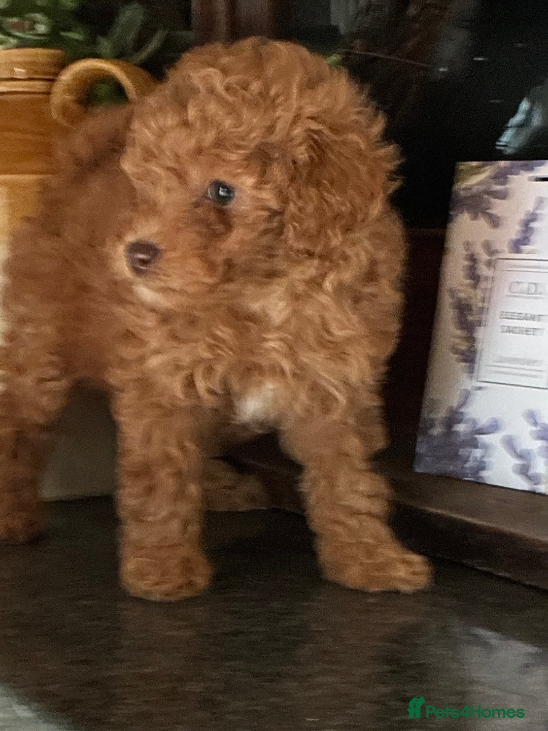 Toy Poodle dogs for sale: Red and Apricot Tiny Toy Poodles - Ready Soon - Advert 4