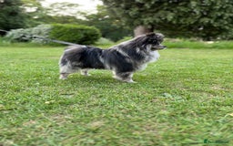 Pomeranian dogs for stud: Beautiful stud boy - Image 2