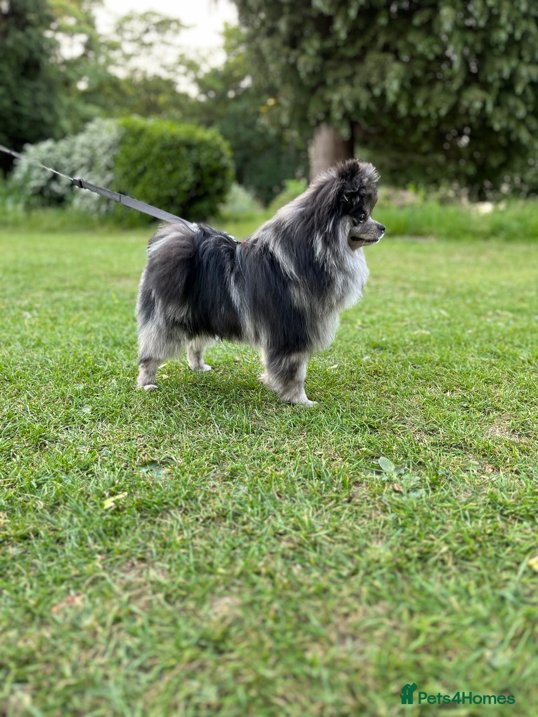 Pomeranian dogs for stud: Beautiful stud boy - Image 2