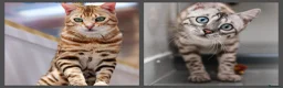 Bengal cats for sale: Stunning Silver Snow ❄️ Bengal Kittens  - Advert 6