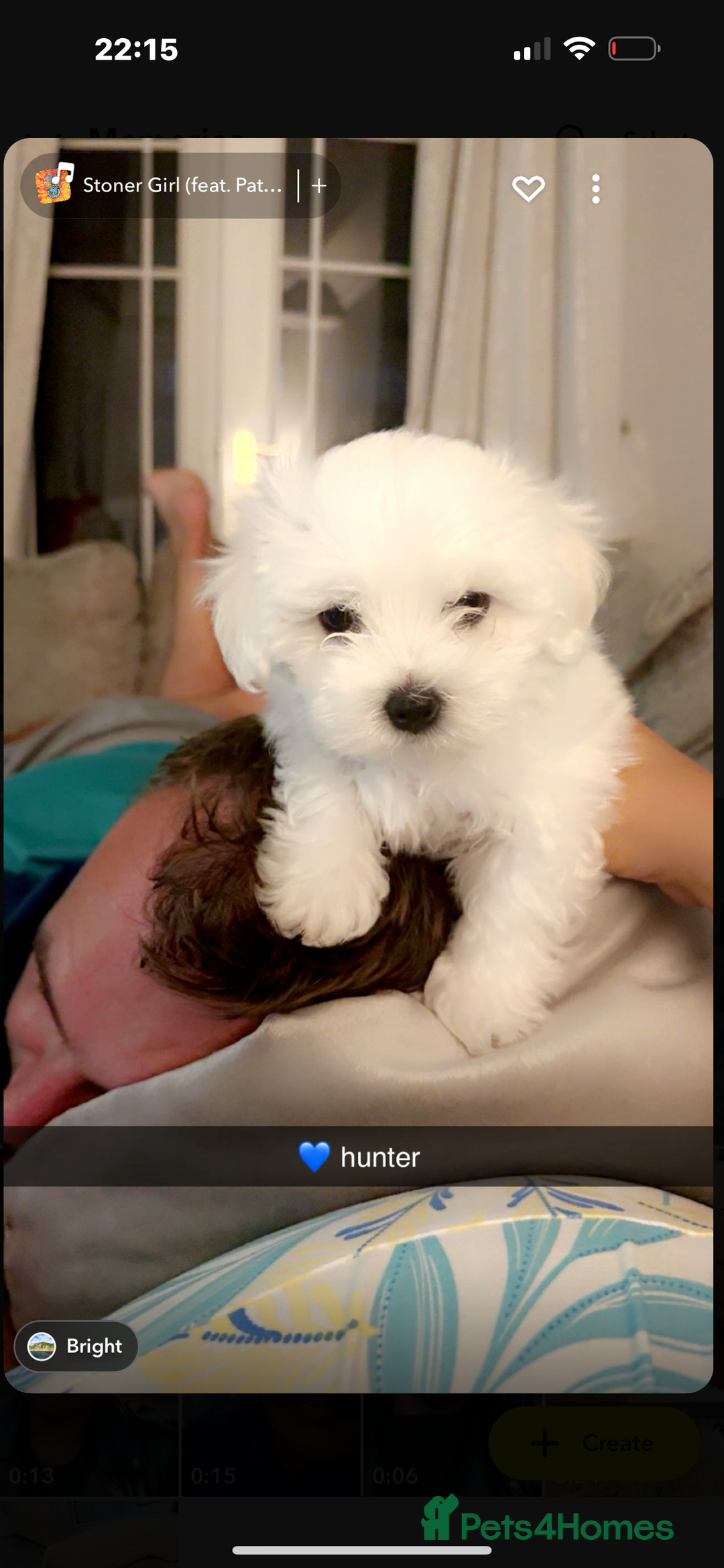 Mixed Breed dogs for sale: Bichon Maltese pups for sale 4 girls 1 boy - Image 1