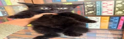 British Shorthair cats for sale: Stunning BSH Kittens Ready Now! - Advert 28