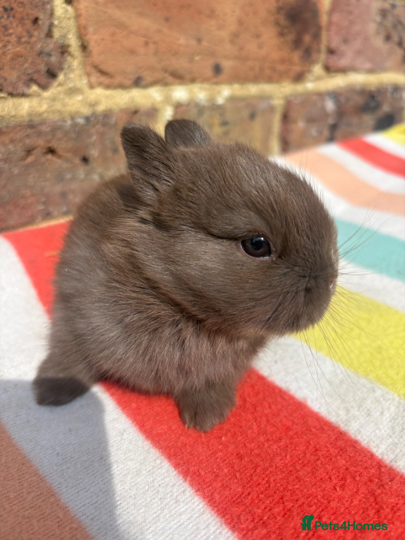 Netherland Dwarf rabbits Sweet Netherland dwarf bunnies  - Advert 2