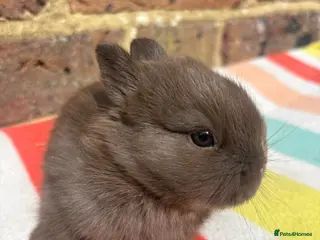 Netherland Dwarf rabbits Sweet Netherland dwarf bunnies - Advert 2