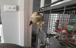 Ringnecks birds for sale: Green Indian ringneck parrot  - Image 6