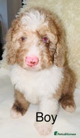 Cockapoo dogs DNA TESTED, outstanding colour merle, ready now ❤️ - Advert 15