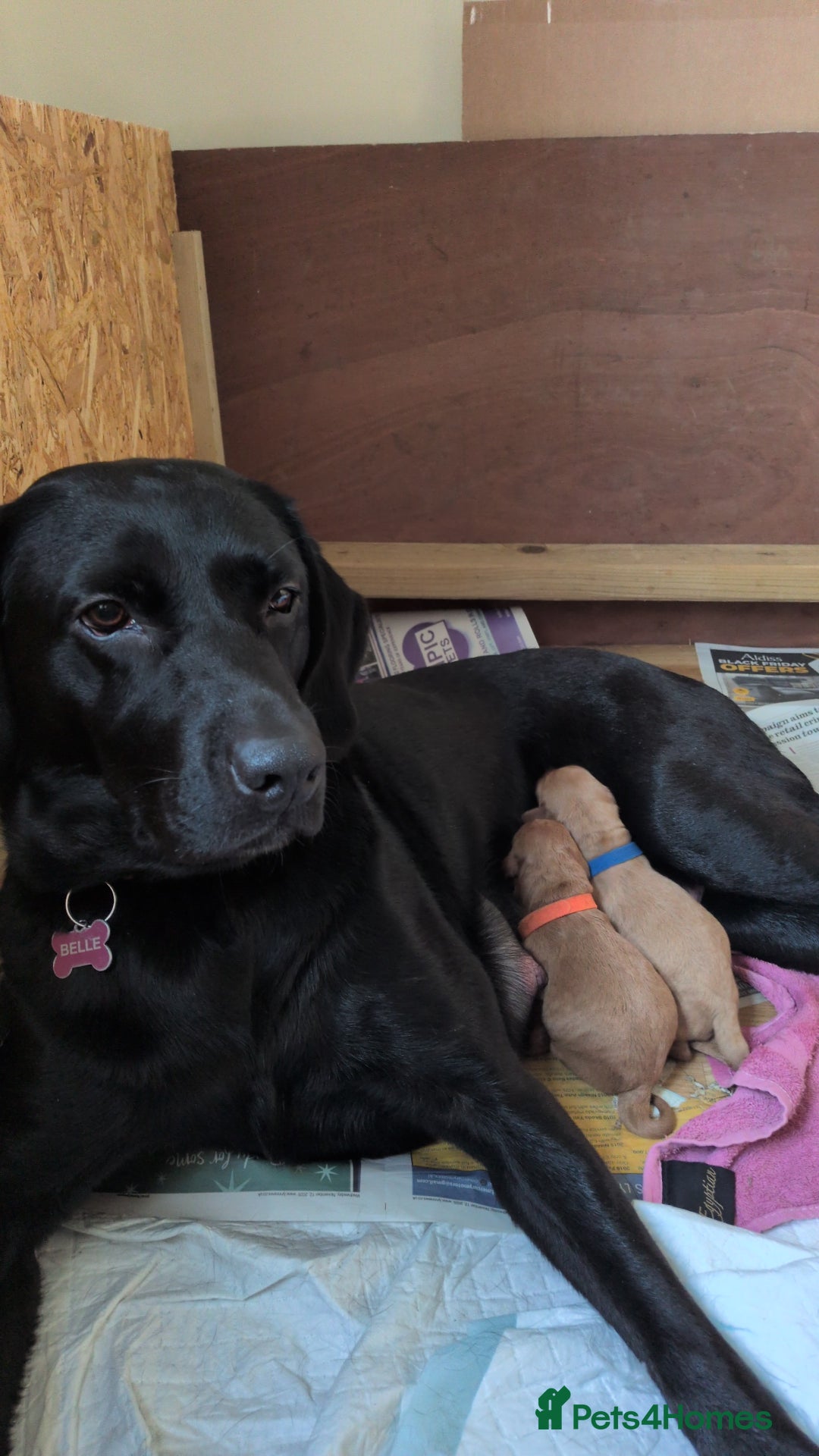 Labradoodle dogs for sale: F1 Miniature Labradoodles  - Advert 2