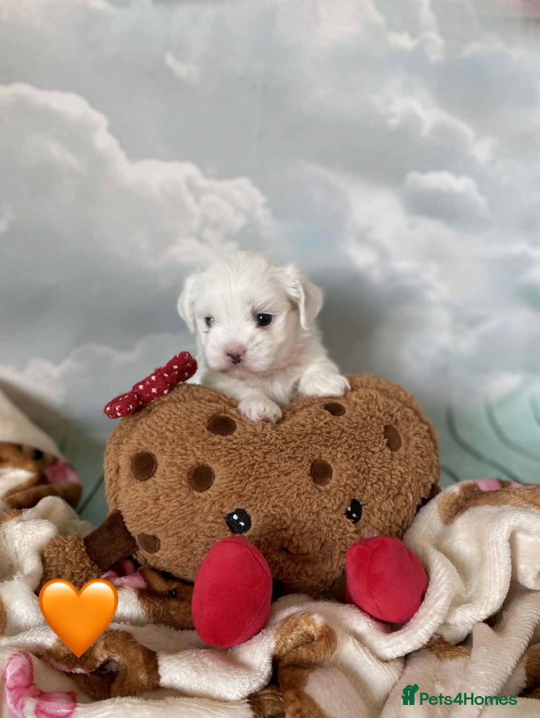 Malshi dogs for sale: Only 4 fantastic Malshi’s left - Image 11