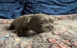 French Bulldog dogs for sale: Fluffy frenchies 🐶 - Image 13