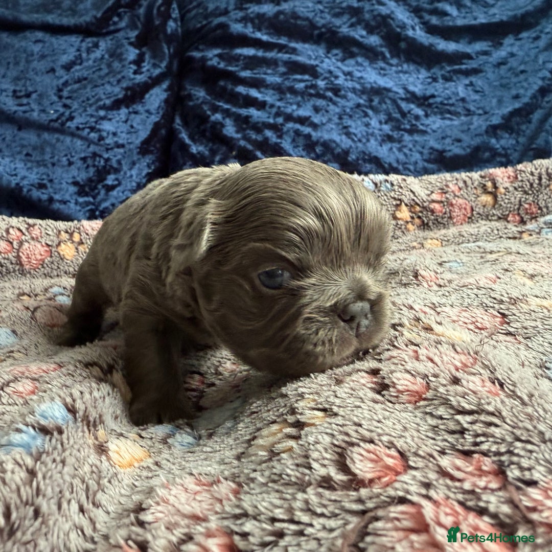 French Bulldog dogs for sale: Fluffy frenchies 🐶 - Image 13