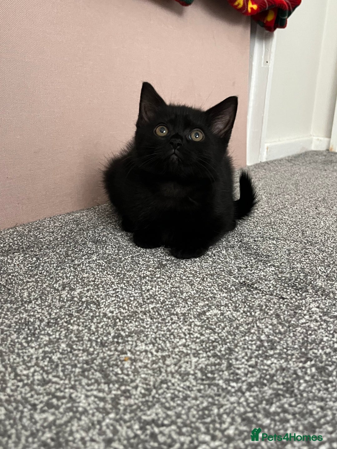 Mixed Breed cats for sale: 6 kittens for sale - Image 5