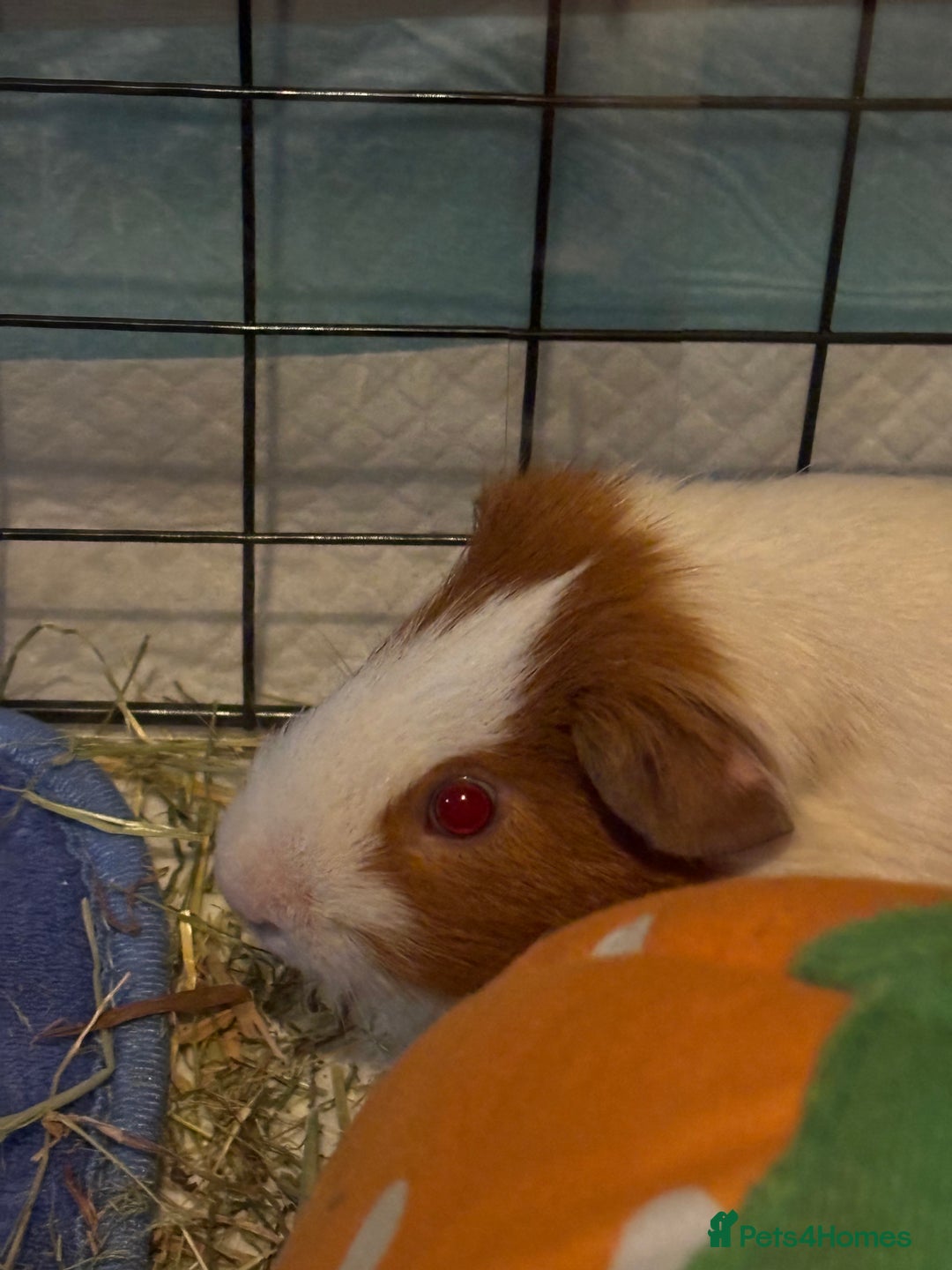 Guinea Pig rodents for sale: Rocket - Male Guinea Pig - Advert 3
