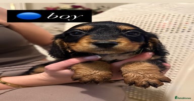 Cocker Spaniel dogs - Advert 14