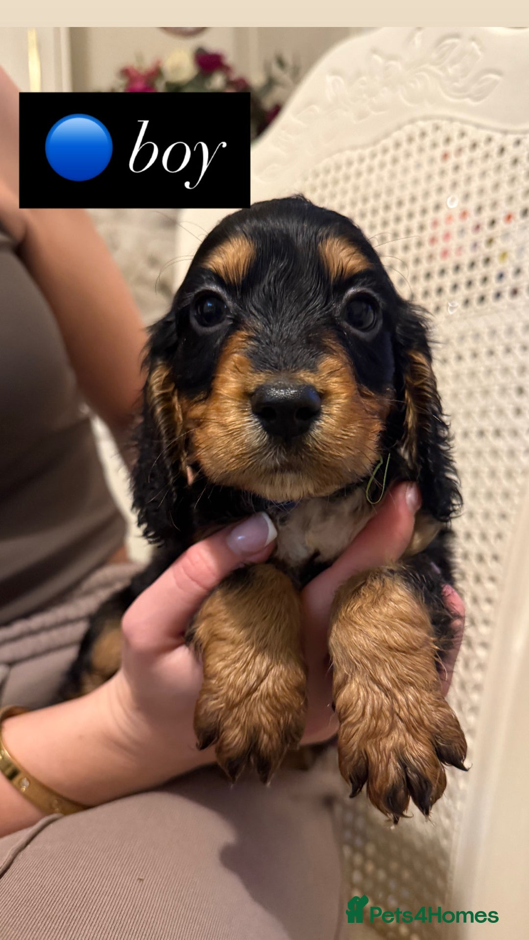 Cocker Spaniel dogs for sale: Pedigree Cocker spaniel puppies for sale  - Image 3