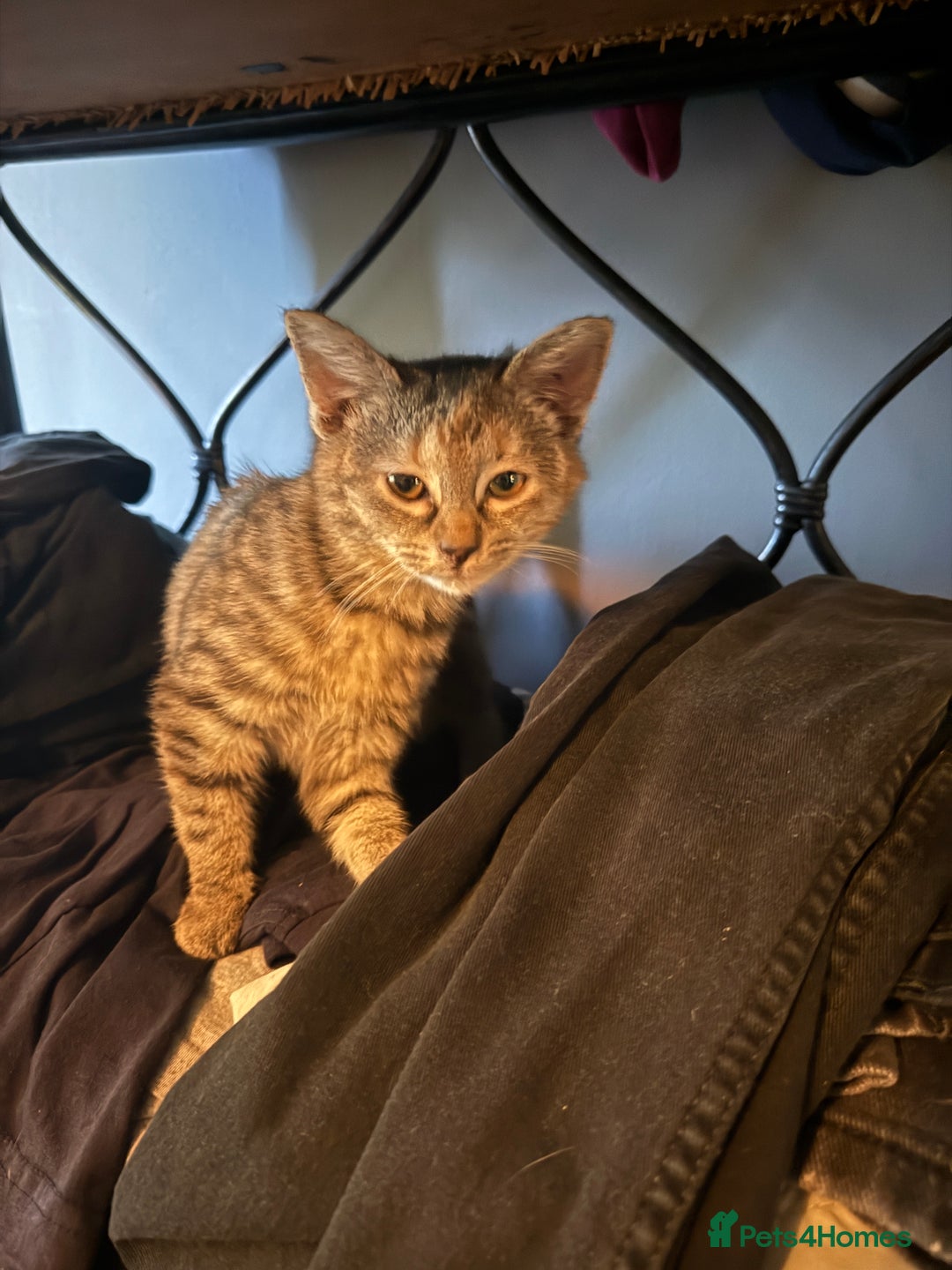 Mixed Breed cats for sale: Kittens for sale  - Advert 8